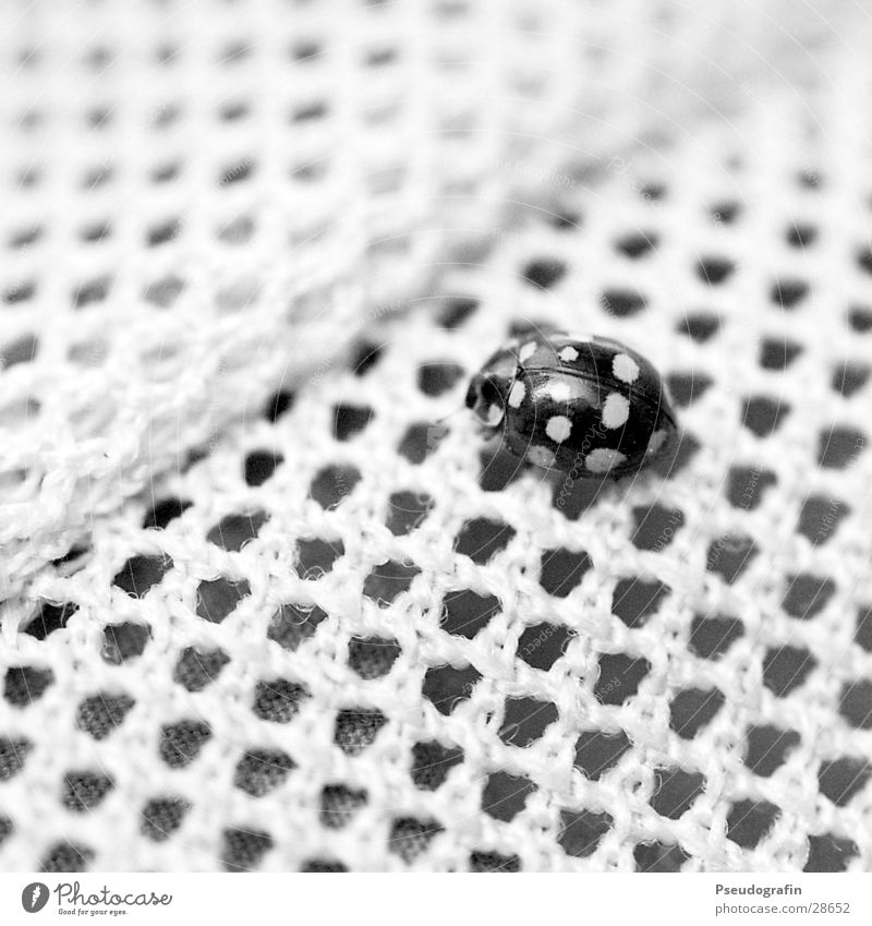 Tarnung!? Wildtier Käfer 1 Tier schwarz ästhetisch Genauigkeit einzigartig Netzwerk Ordnung Ferne Marienkäfer Punkt Schwarzweißfoto Außenaufnahme Muster