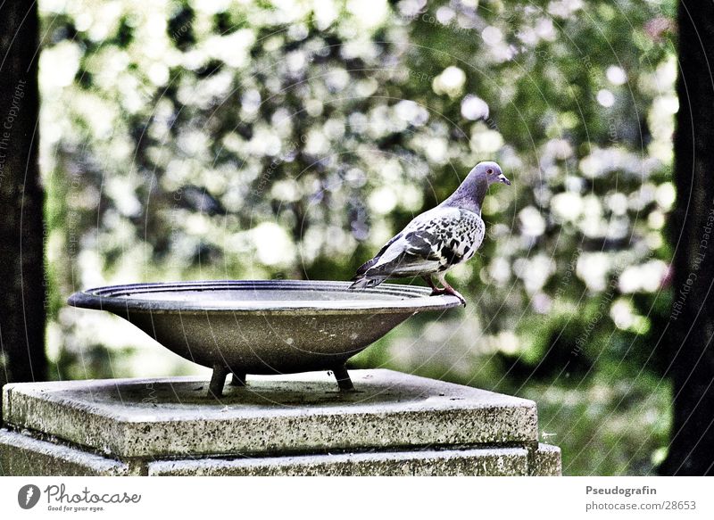 Taube, macht sich bereit zum Abflug Schalen & Schüsseln Baum Blatt Vogel Stein Blick sitzen stehen Farbfoto Gedeckte Farben Außenaufnahme Menschenleer Tag