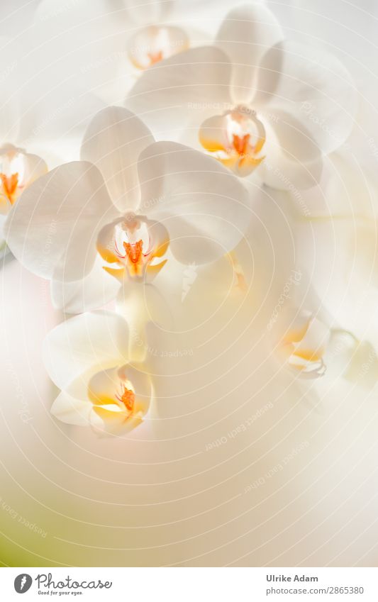 Weiße Orchideen - Blumen elegant Wellness Leben harmonisch Wohlgefühl Zufriedenheit Erholung ruhig Meditation Spa Dekoration & Verzierung Tapete Feste & Feiern