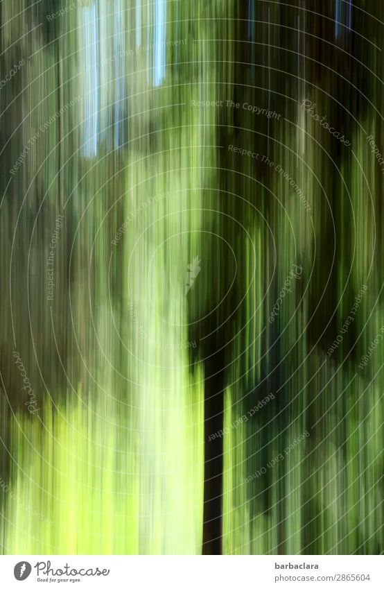 Schwarzwald im Frühling, abstrakt Himmel Baum Wald hoch grün Stimmung Klima Natur Umwelt Farbfoto Außenaufnahme Detailaufnahme Experiment Muster