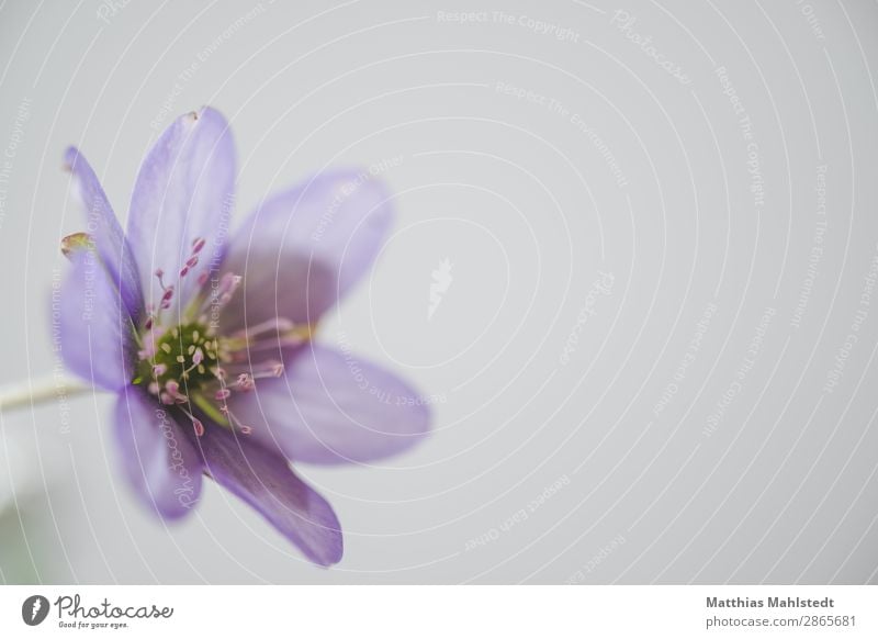 Blüte eines Leberblümchens Umwelt Natur Pflanze Frühling Blühend Duft ästhetisch violett Farbe Idylle rein Farbfoto Gedeckte Farben Innenaufnahme Makroaufnahme