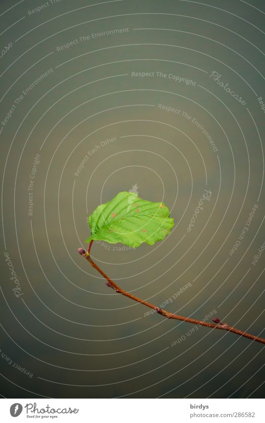 Am Ende ein Optimist !? Pflanze Wasser Herbst Blatt Wildpflanze leuchten ästhetisch authentisch elegant Freundlichkeit Originalität positiv rebellisch grün