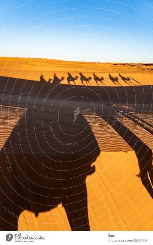 Karawane ll Marokko Kamel Dromedar Wüste Sand Sahara Tourismus Ferien & Urlaub & Reisen Afrika Schattenspiel Tier Gemeinschaft Beziehung Gefährten Gruppe