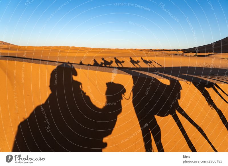 Karawane Vll Wüste Kamel Dromedar Sahara Marokko Sand Schatten