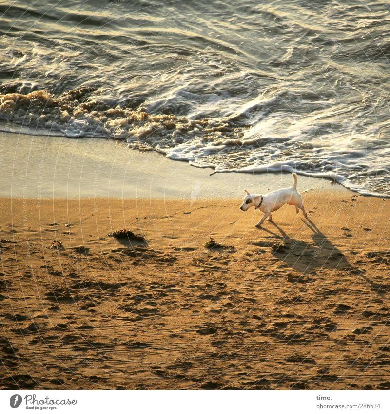 Auf Streife Sand Wasser Schönes Wetter Wellen Küste Strand Meer Tier Haustier Hund 1 Bewegung gehen laufen bedrohlich nass Wachsamkeit Gelassenheit ruhig