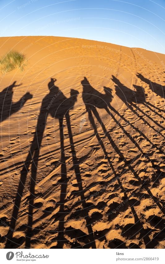 Karawane Mensch Leben Menschengruppe Umwelt Landschaft Urelemente Sand Himmel Klima Schönes Wetter Wüste Sahara gehen Beginn Bewegung einzigartig Reiten