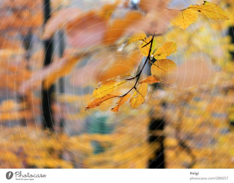 Durchblick... Umwelt Natur Landschaft Pflanze Herbst Schönes Wetter Baum Blatt Buche Buchenblatt Zweig Wald Buchenwald hängen leuchten dehydrieren ästhetisch