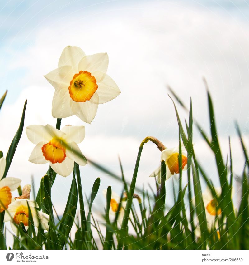 Stell dir vor es wär Frühling ... Glück Umwelt Natur Luft Himmel Wolken Schönes Wetter Pflanze Blume Gras Blüte Duft schön natürlich Fröhlichkeit