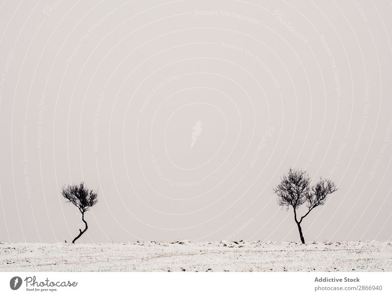 Einsame Bäume zwischen verschneitem Feld und bewölktem Himmel Baum Schnee Wolken Winter Island Einsamkeit Holz Wiese kalt Himmel (Jenseits) Jahreszeiten
