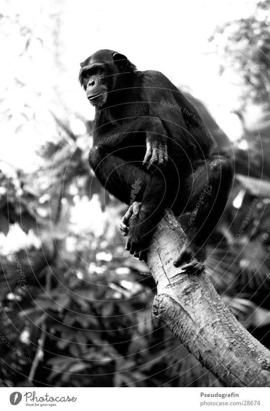 Schimpanse, der runterguckt. Zoo Tier Wildtier 1 Blick sitzen Affen Schimpansen Körperhaltung Schwarzweißfoto Außenaufnahme Tag