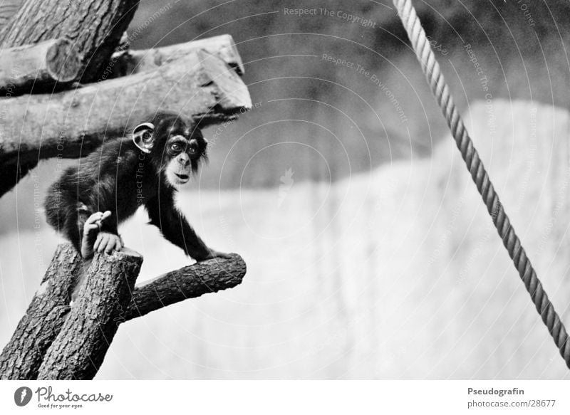 Baby Klettern Bergsteigen Seil Zoo Tier Wildtier 1 Tierjunges beobachten Bewegung entdecken kuschlig klein niedlich Schimpansen Schwarzweißfoto Außenaufnahme