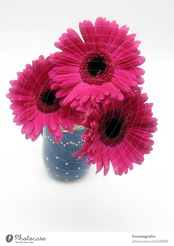 Blumenvase Valentinstag Muttertag Pflanze Sommer Blumenstrauß rosa rot Vase Gerbera Farbfoto mehrfarbig Innenaufnahme Menschenleer Hintergrund neutral Tag