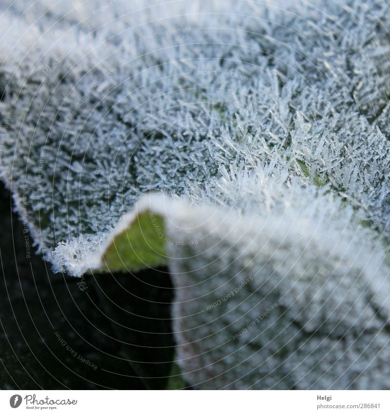 eisiger Pelz... Umwelt Natur Pflanze Herbst Eis Frost Blatt frieren glänzend liegen ästhetisch authentisch außergewöhnlich kalt klein natürlich grau grün weiß