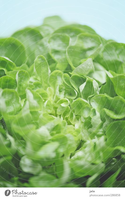 salatkopf Lebensmittel Salat Salatbeilage Ernährung Bioprodukte Vegetarische Ernährung Diät frisch Gesundheit natürlich blau grün lecker Appetit & Hunger