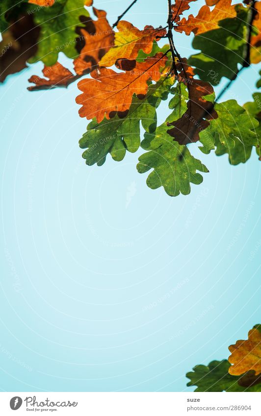 Eichenlaub Umwelt Natur Pflanze Himmel Herbst Schönes Wetter Blatt hängen ästhetisch schön natürlich blau grün orange Herbstlaub herbstlich Jahreszeiten