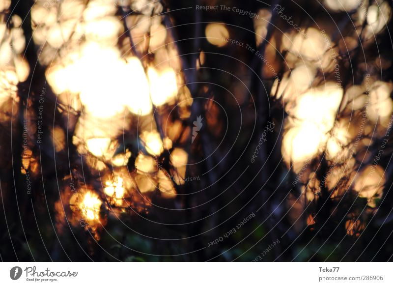 Im Gehölz Umwelt Natur Pflanze Baum Sträucher Wald gold orange schwarz Außenaufnahme Experiment abstrakt Muster Strukturen & Formen Menschenleer Licht Schatten