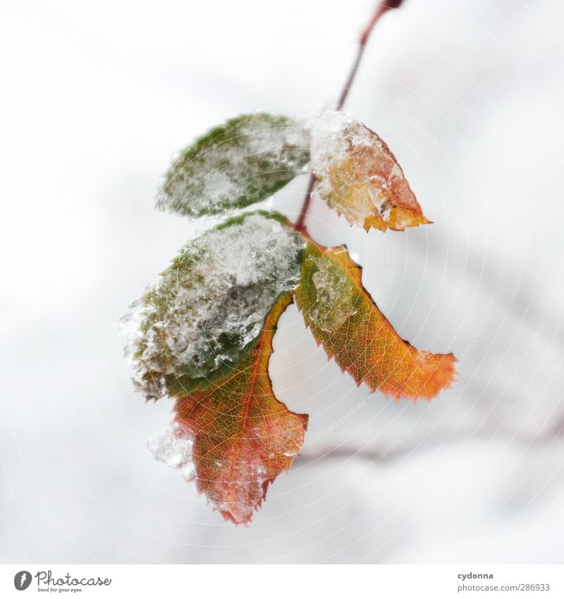Widerstandsfähig Umwelt Natur Herbst Winter Klima Klimawandel Eis Frost Schnee Blatt ästhetisch einzigartig entdecken Idylle kalt Leben ruhig schön Schutz