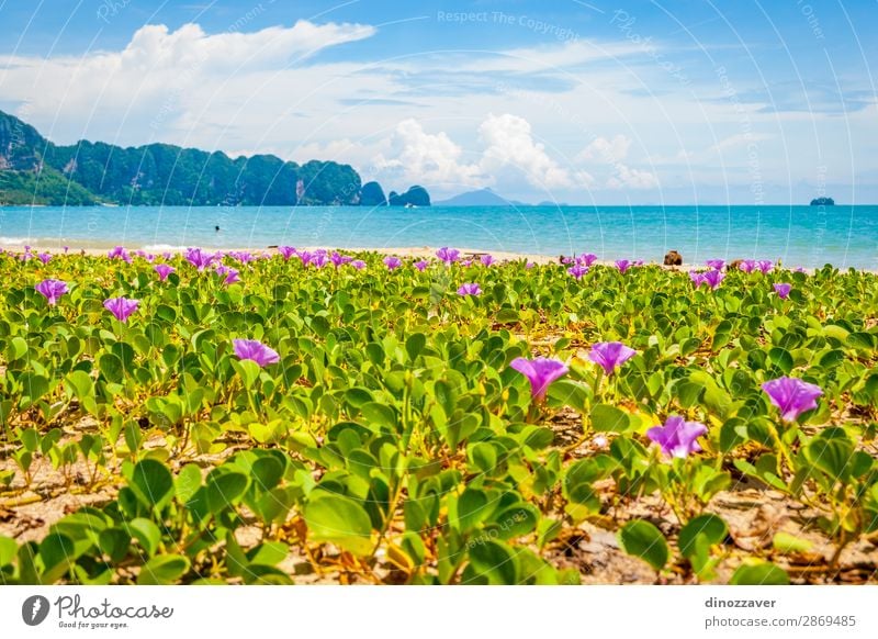 Blumen am Krabi Beach, Thailand schön Erholung Ferien & Urlaub & Reisen Tourismus Sommer Sonne Strand Meer Insel Berge u. Gebirge Natur Landschaft Pflanze Sand
