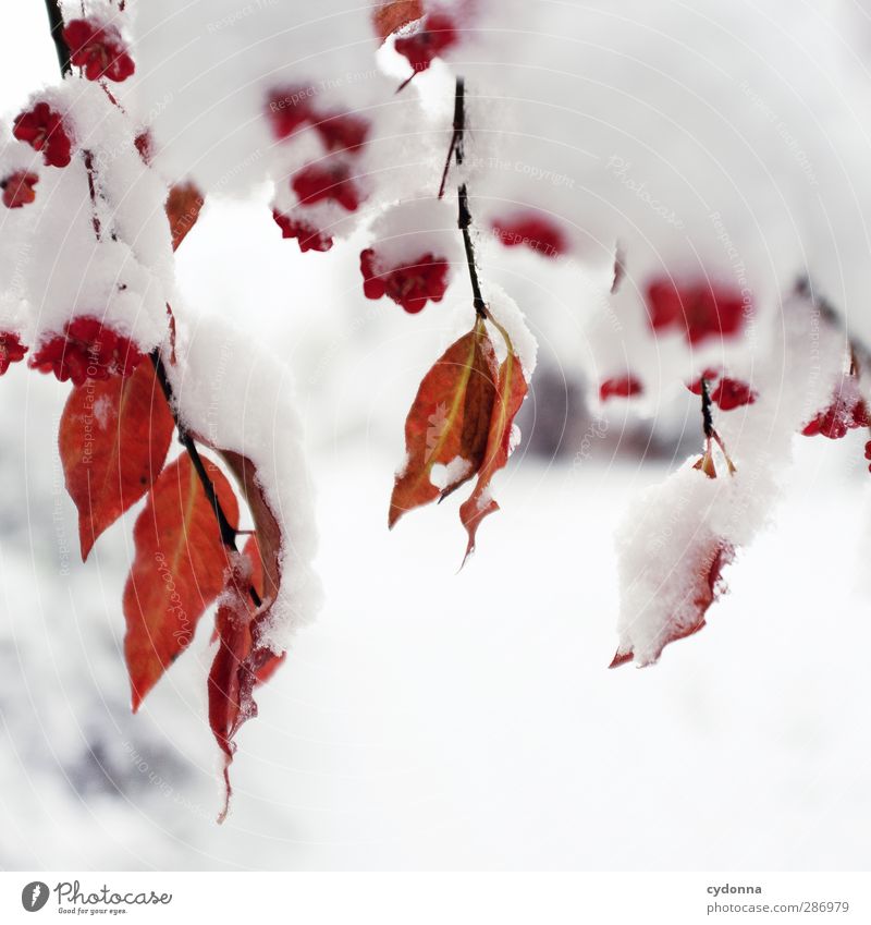 Rot-Weiß-Kontrast Umwelt Natur Herbst Winter Klima Klimawandel Eis Frost Schnee Baum Blatt ästhetisch Einsamkeit einzigartig Farbe Idylle kalt Leben ruhig schön