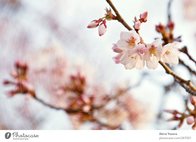 Primavera Natur Pflanze Himmel Frühling Baum Blüte Kirschblüten Kirschbaum verblüht Wachstum ästhetisch blau braun gelb rosa Frühlingsgefühle Liebe Romantik