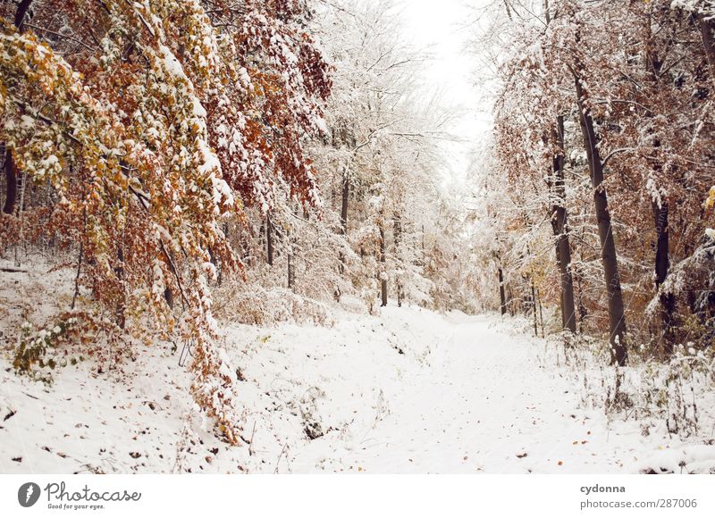Warme Gedanken Umwelt Natur Landschaft Herbst Winter Klima Klimawandel Eis Frost Schnee Baum Wald ästhetisch Einsamkeit einzigartig erleben Idylle kalt Leben