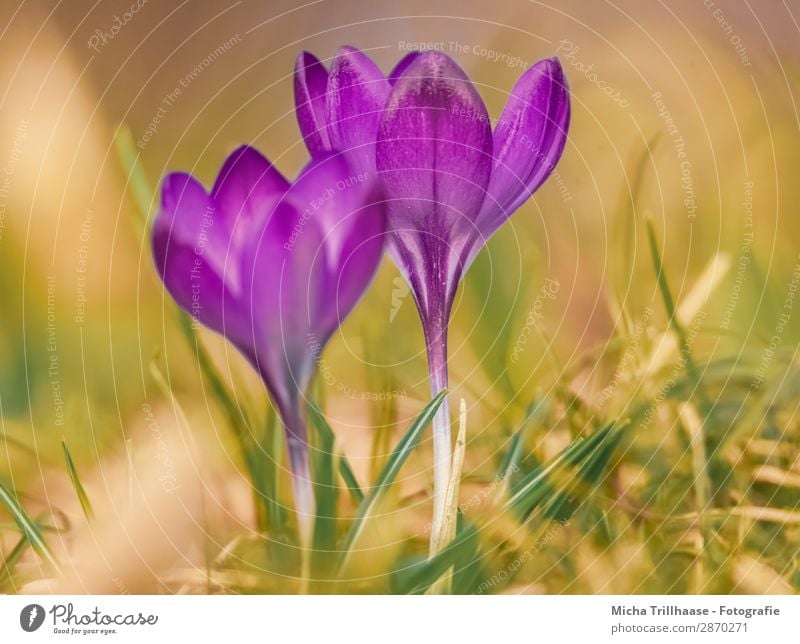 Krokusse auf der Frühlingswiese Natur Pflanze Sonnenlicht Schönes Wetter Blume Blatt Blüte Frühjahr Frühlingsblume Frühlingsboten Blühend glänzend leuchten