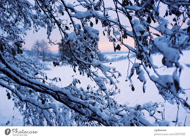 Kälteeinbruch Umwelt Natur Landschaft Sonnenaufgang Sonnenuntergang Winter Klima Klimawandel Eis Frost Schnee Baum Wiese ästhetisch Einsamkeit einzigartig