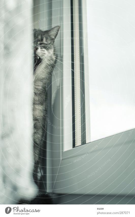 Morgääähn Tier Fenster - ein lizenzfreies Stock Foto von Photocase