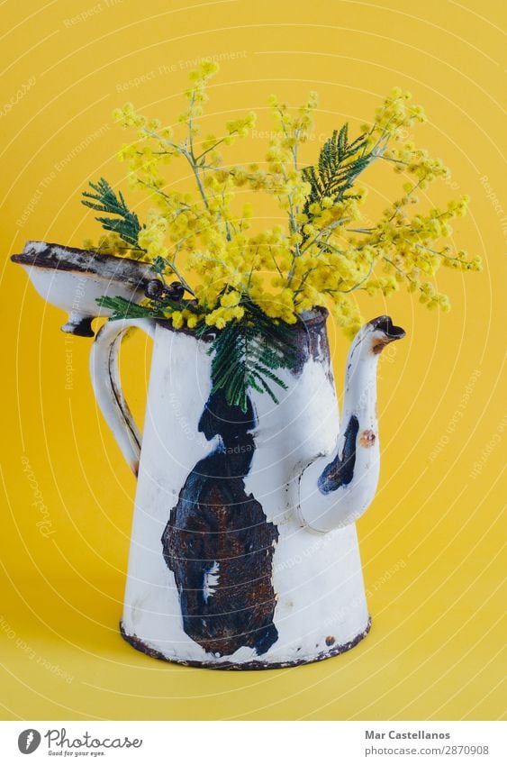 Alte Kaffeekanne als Vase mit Akazienblüten. Freude harmonisch Wohlgefühl Duft Innenarchitektur Dekoration & Verzierung Natur Pflanze Frühling Baum Blume Blatt