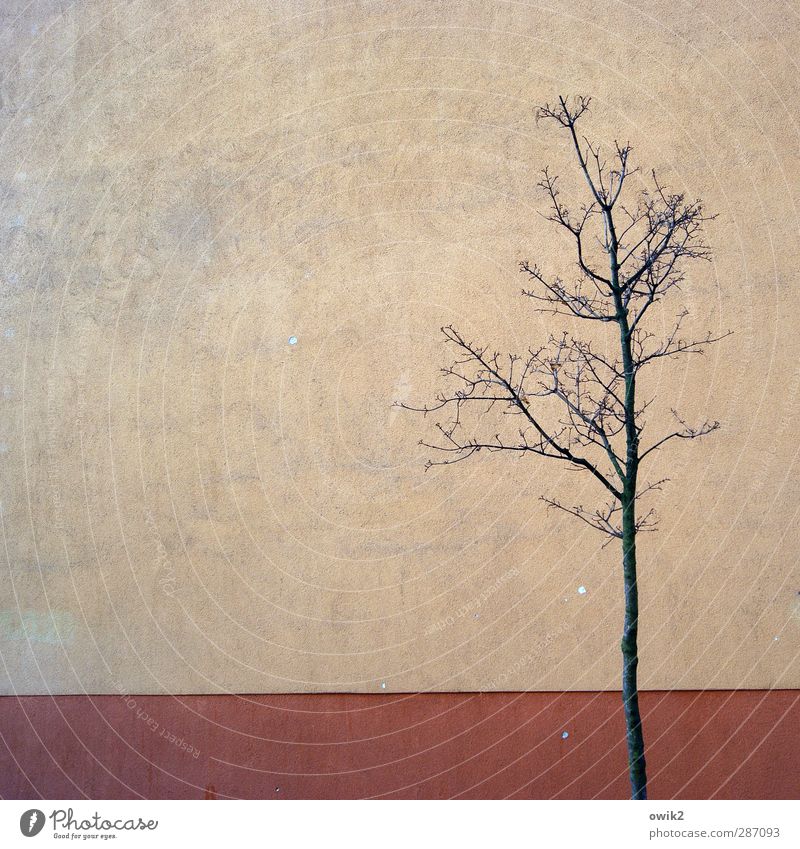 Stadtleben Umwelt Natur Pflanze Baum kahl karg dünn Mauer Wand einfach Farbfoto Gedeckte Farben Außenaufnahme Detailaufnahme Menschenleer Textfreiraum links