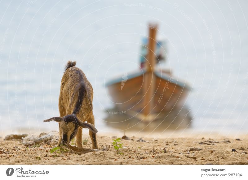 Gelassenheit Thailand Ziegen Krabi Ko Lanta Yai Ko Po Andamanensee Ferien & Urlaub & Reisen Reisefotografie Idylle Freiheit Postkarte Paradies himmlisch