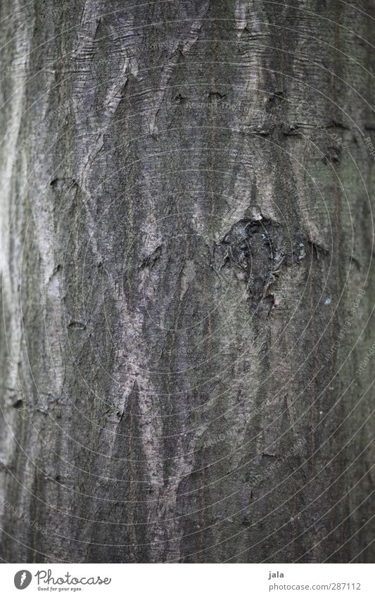 rinde Umwelt Natur Pflanze Baum natürlich braun Baumrinde Baumstamm Holz Hainbuche Farbfoto Außenaufnahme Menschenleer Textfreiraum links Textfreiraum rechts