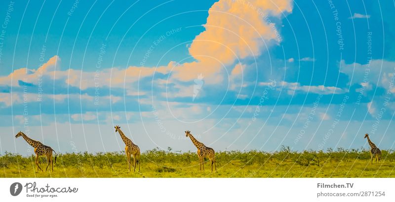 Giraffen in Etosha Tier Wildtier 4 ästhetisch Abenteuer Afrika Etoscha-Pfanne Namibia Reisen Farbfoto Außenaufnahme Menschenleer Textfreiraum links