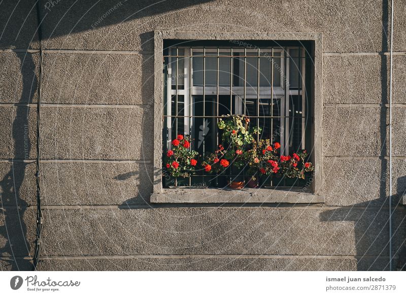 Pflanzen im Fenster im Haus Fassade Gebäude Balkon heimwärts Straße Großstadt Außenaufnahme Farbe mehrfarbig Strukturen & Formen Architektur Konstruktion Wand