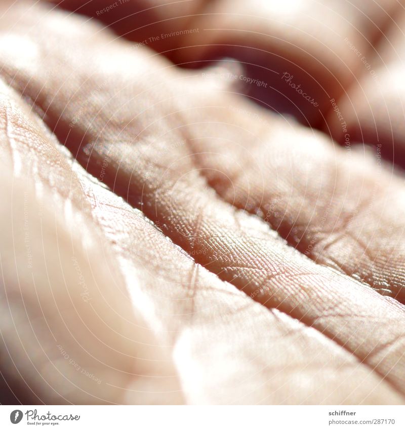 Zeitgräben Mensch Haut Hand Finger authentisch Handfläche einzigartig Falte Hautfalten Sonnenlicht Wassergraben Lebenslinie Zukunft handlesen Wahrsagerei