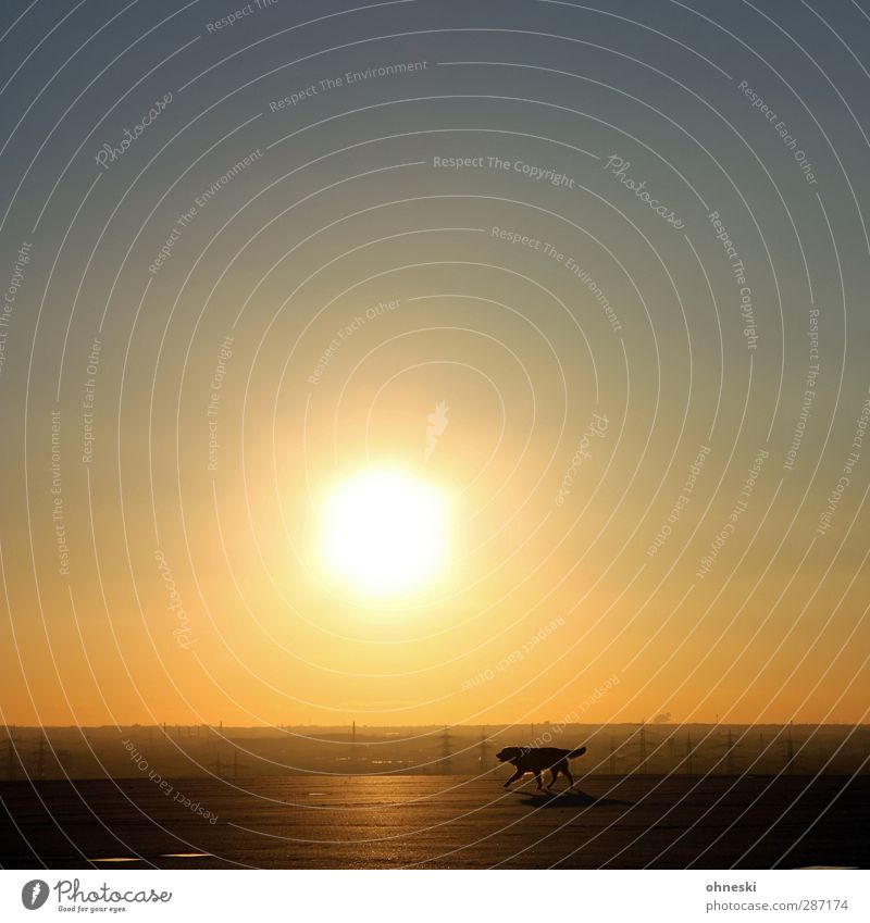Hund Landschaft Himmel Wolkenloser Himmel Horizont Sonne Sonnenaufgang Sonnenuntergang Sonnenlicht Klima Klimawandel Schönes Wetter Tier Haustier 1 Ferne
