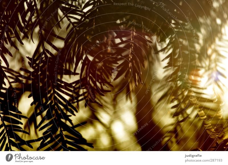 Sonntags Umwelt Natur Pflanze Sonnenlicht Nadelbaum Tanne Tannennadel Wachstum natürlich Spitze wild Stimmung Wald Farbfoto Außenaufnahme Tag Licht Gegenlicht