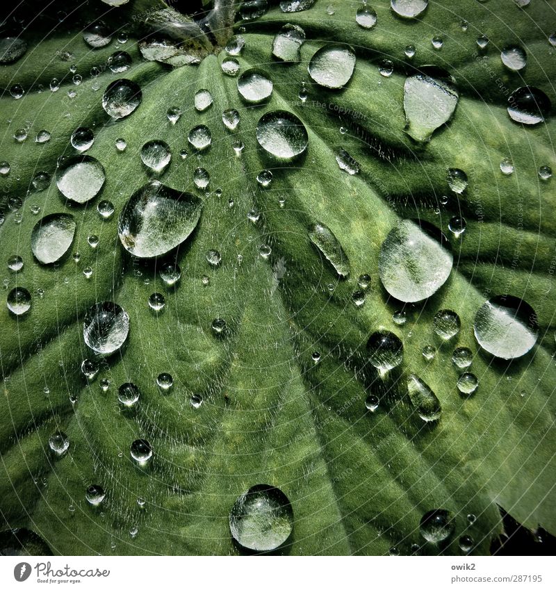Körnerpark Umwelt Natur Pflanze Wassertropfen Klima Schönes Wetter Regen Blatt berühren glänzend leuchten dünn Flüssigkeit frisch klein nah nass natürlich rund