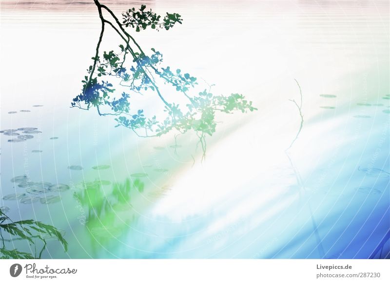 da Ast Kunst Künstler Maler Umwelt Natur Landschaft Wasser Sommer Pflanze Baum Blatt Wildpflanze Seeufer leuchten blau grün Lichtmalerei Farbfoto Außenaufnahme