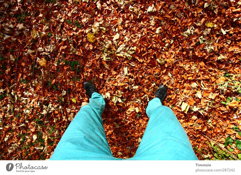 bunter Herbst wandern Beine Fuß 1 Mensch Umwelt Natur Erde Blatt Park Wald Hose stehen ästhetisch türkis Glück Zufriedenheit ruhig Farbfoto mehrfarbig