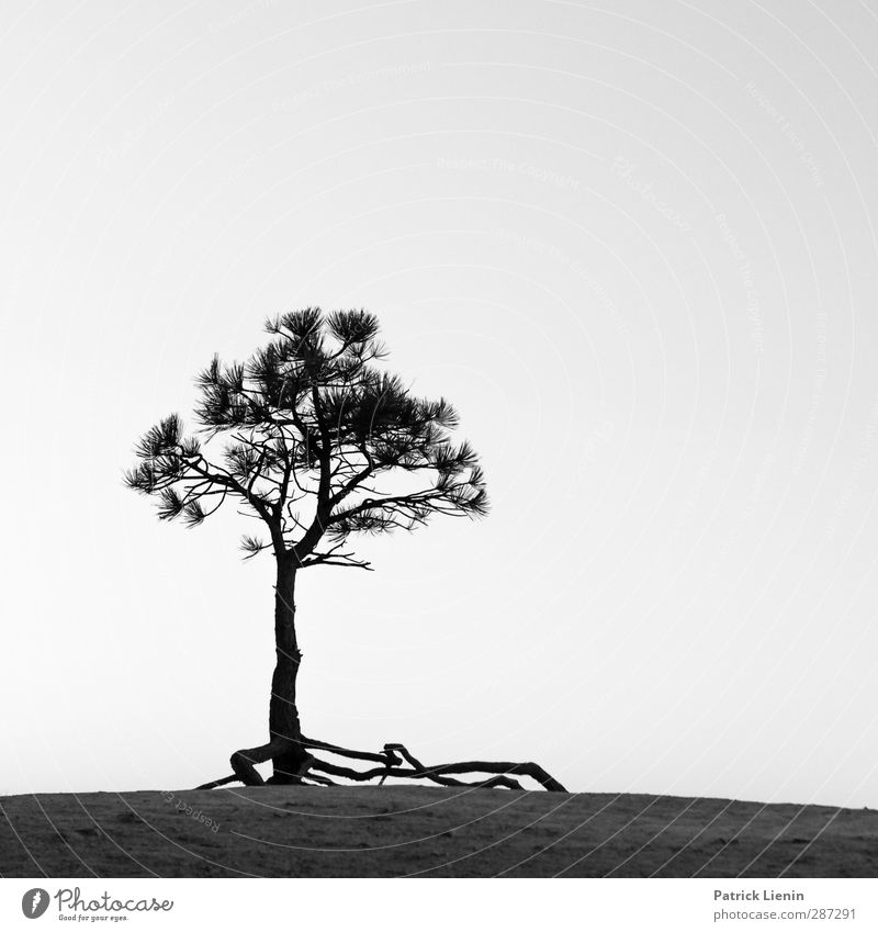 Happy Birthday photocase | Tree of Life Umwelt Natur Urelemente Luft Klima Pflanze Baum Felsen Abenteuer Senior ästhetisch Zufriedenheit Bewegung Fortschritt