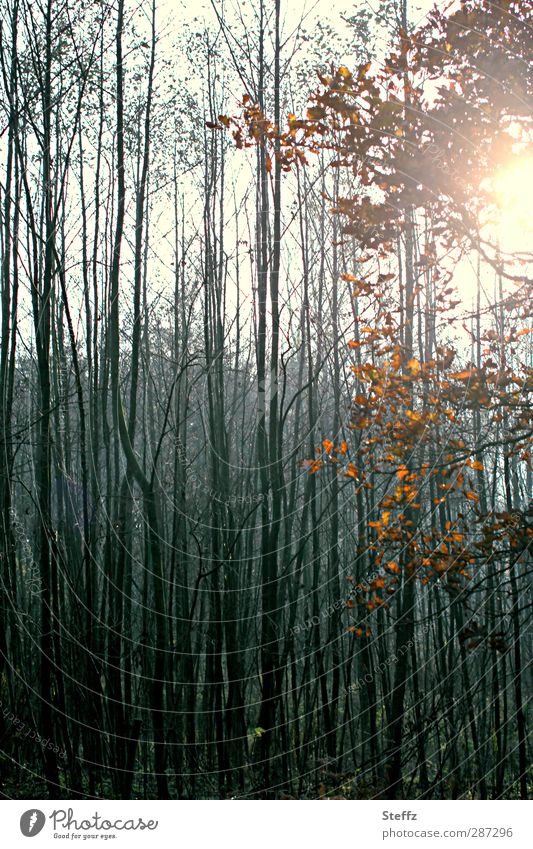 Happy Birthday Photocase | Lichtstimmung im November Licht im Wald unheimlich verwunschen mystisch melancholisch Novemberblues mystischer Wald Herbstwald