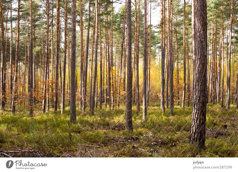Leuchtender Herbstwald Natur Pflanze Himmel Sonnenlicht Schönes Wetter Baum Moos Blatt Wald Wärme gold grün Stimmung Warmherzigkeit Vorsicht Idylle