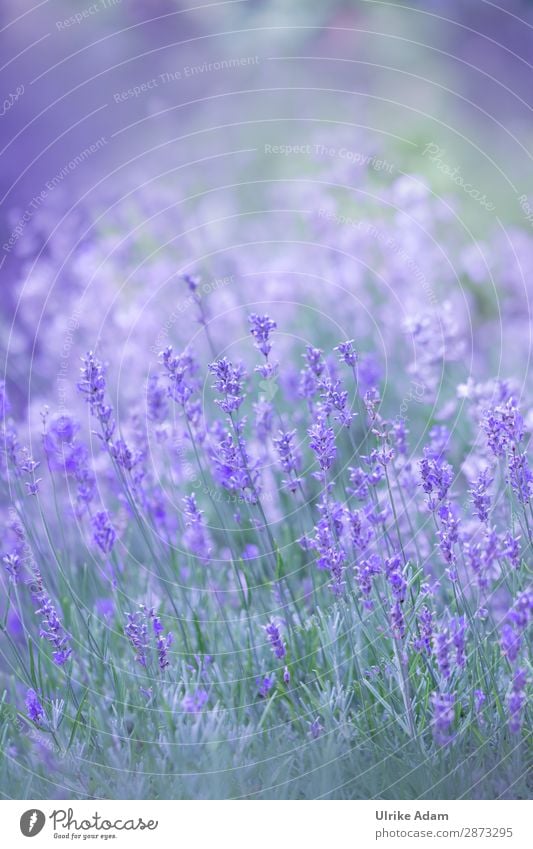 Lavendel im Feld Kräuter & Gewürze Alternativmedizin Wellness harmonisch Zufriedenheit Erholung ruhig Meditation Spa Dekoration & Verzierung Tapete Buchcover