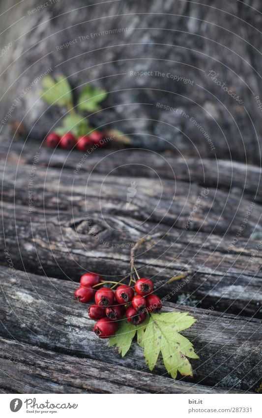 HAPPY BIRTHDAY - du bist heut im Vordergrund Natur Herbst Pflanze Baum Blatt Garten liegen saftig grün rot Holz Holzbrett Holzwand Baumstamm Beeren