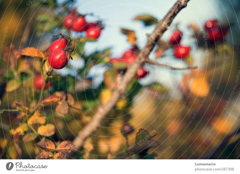 Happy Birthday Photocase! | jahreszeitlich Umwelt Natur Herbst Pflanze Sträucher Hagebutten Gesundheit schön natürlich trocken Wärme wild rot Frucht prächtig