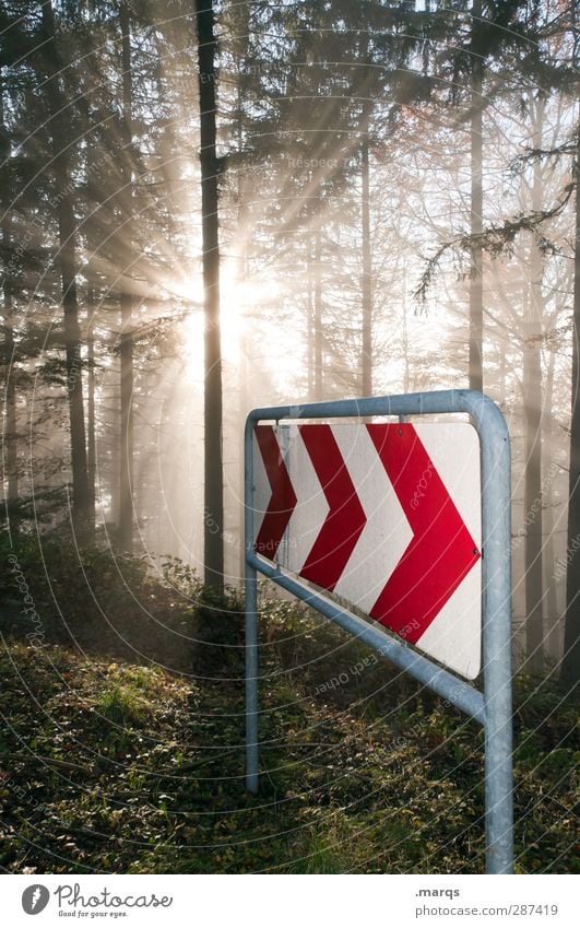 Neustart Umwelt Natur Sonne Klima Klimawandel Nebel Baum Wald Verkehrszeichen Verkehrsschild Zeichen Pfeil leuchten schön Beginn Vergänglichkeit Zukunft