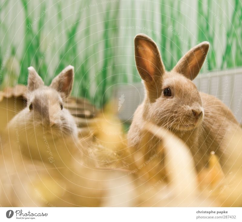 Herr und Frau Hasi Tier Haustier Fell Hase & Kaninchen 2 Tierpaar Fressen hören Blick Freundlichkeit Zusammensein kuschlig Neugier niedlich Frühlingsgefühle