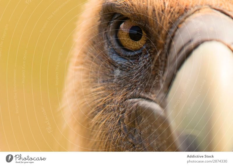 Auge und Schnabel des Geiers Adler Wut Makroaufnahme Vogel Natur wild Tier Tierwelt Feder Bussard Blick Tragfläche Raubtier Geschwindigkeit Kopf Raptor