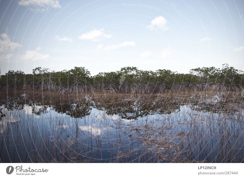 Fluss aus Gras. XXIX Ferien & Urlaub & Reisen Tourismus Ausflug Abenteuer Ferne Umwelt Natur Landschaft Pflanze Tier Wasser Everglades NP Florida USA